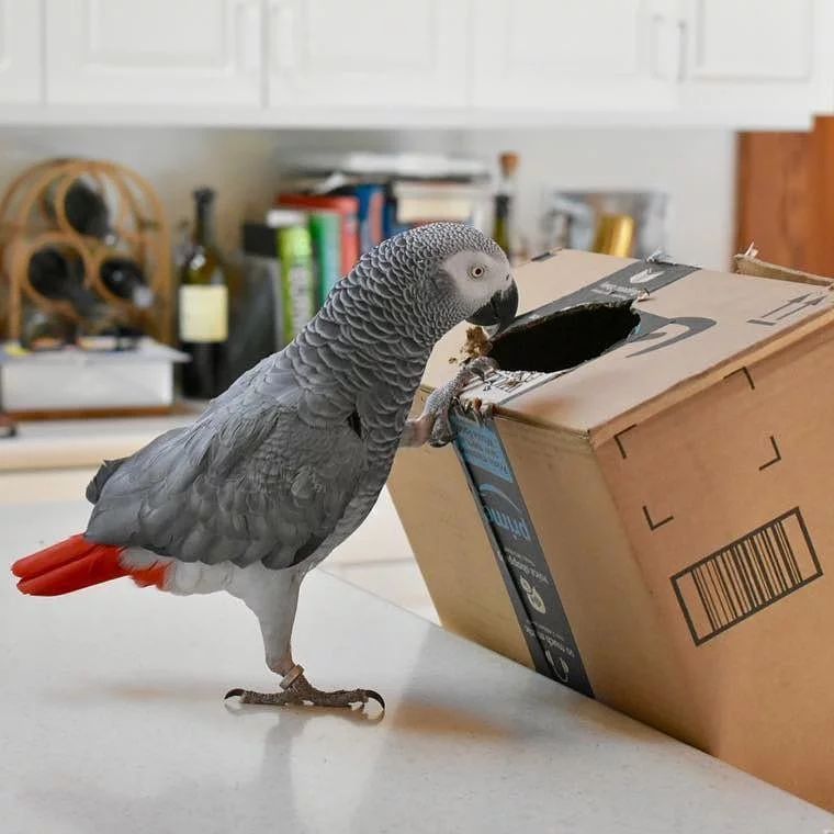 buy African Grey parrots online