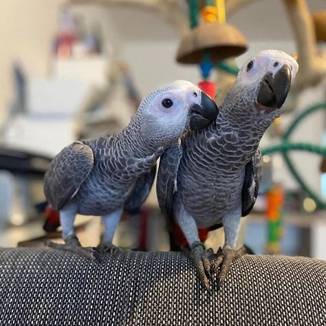 African grey parrot Pet