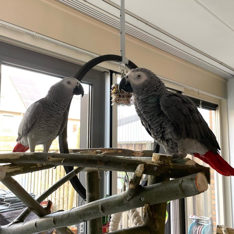 african grey for sale
